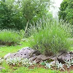 Deni